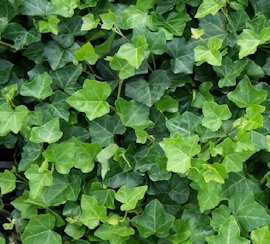 Klimplanten
